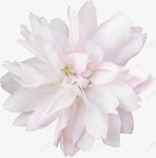白色花瓣花蕊植物png免抠素材_新图网 https://ixintu.com 植物 白色 花瓣 花蕊
