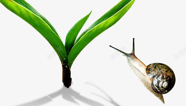 树叶psd免抠素材_新图网 https://ixintu.com 树叶 蜗牛