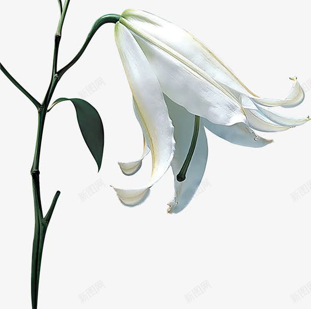 白色谦虚意境花朵png免抠素材_新图网 https://ixintu.com 意境 白色 花朵 谦虚