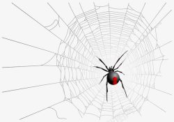 结网结网的蜘蛛高清图片