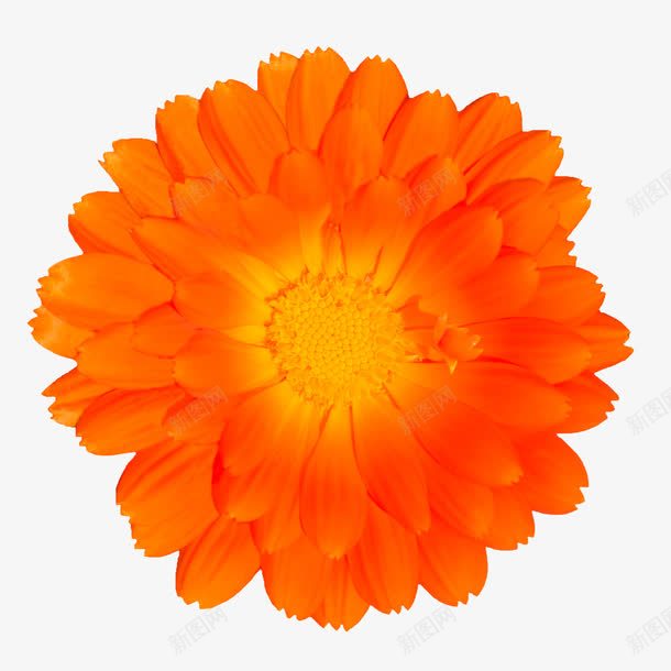 花朵海报背景花朵唯美橙色花朵png免抠素材_新图网 https://ixintu.com 唯美 抽象鲜花 橙色 花朵 花瓣 鲜花psd 鲜花图案 鲜花相框