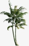 绿色白底椰子树素材