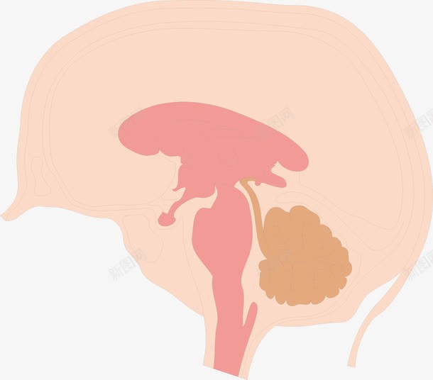 大脑结构图png免抠素材_新图网 https://ixintu.com 人体器官 医疗健康 医疗卡通 医疗器材 医疗器械 医疗科技 医疗科研 大脑结构图