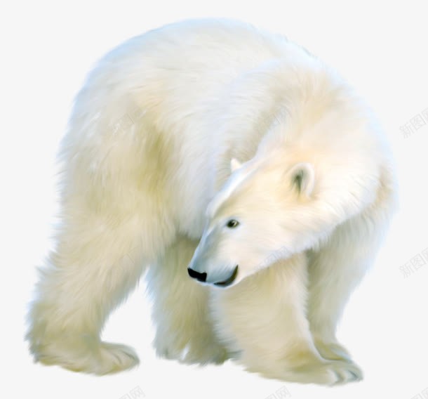 白色北极熊png免抠素材_新图网 https://ixintu.com 动物 北极熊 寒冷 白色