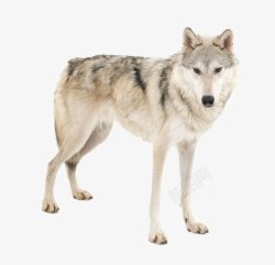 温顺的动物白狼传说高清图片