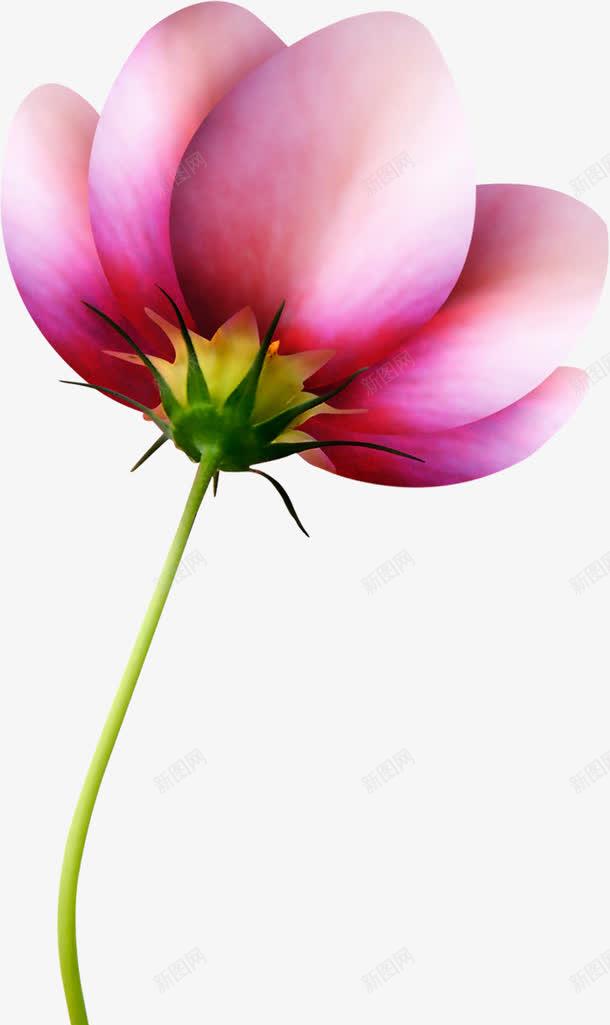 粉色花卉壁纸景观png免抠素材_新图网 https://ixintu.com 壁纸 景观 粉色 花卉