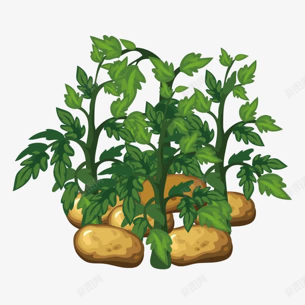 土豆png免抠素材_新图网 https://ixintu.com 土豆 洋芋 种植土豆 粮食