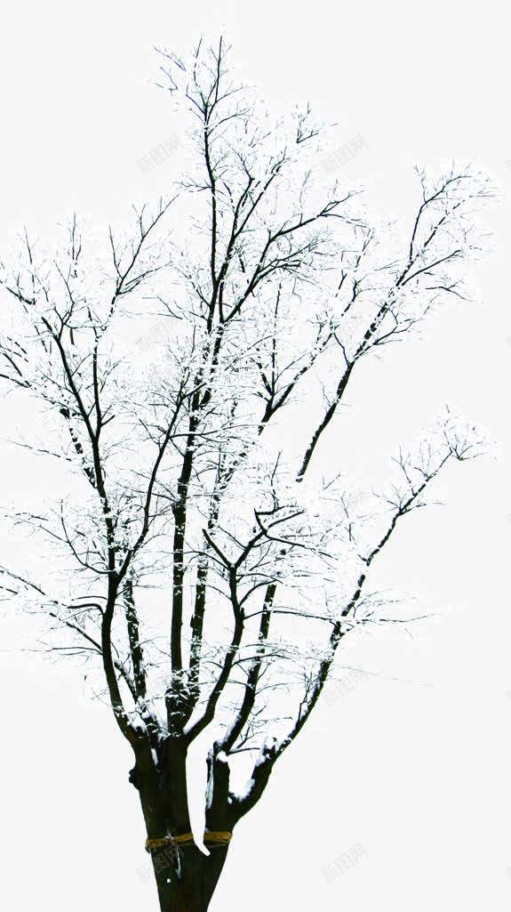 白色冬日世界树木png免抠素材_新图网 https://ixintu.com 世界 冬日 树木 白色
