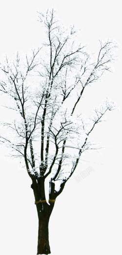 白色冬日世界树木素材