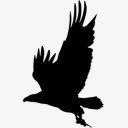 鹰鸟鹰鸟的轮廓高清图片
