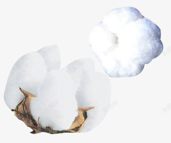 两朵白精梳棉棉花png免抠素材_新图网 https://ixintu.com 两朵 两朵白精梳棉棉花图片素材免费下载 棉花 植物 白色 精梳棉