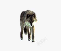 行走的狼深灰色凶猛狼高清图片