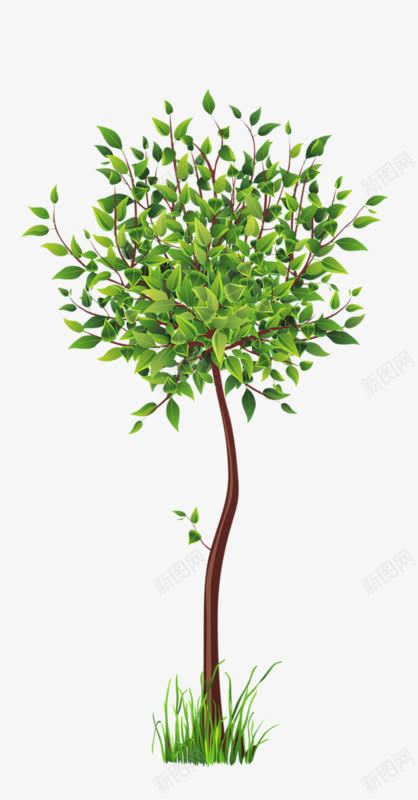 茂盛的小树png免抠素材_新图网 https://ixintu.com 植物 绿化 绿叶 绿色