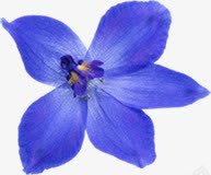 摄影蓝色花朵素材