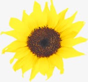 摄影创意黄色的向日葵哦png免抠素材_新图网 https://ixintu.com 创意 向日葵 摄影 黄色