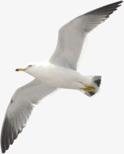 飞舞的老鹰白色飞舞翱翔老鹰高清图片