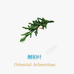 草本植物素材测柏叶高清图片