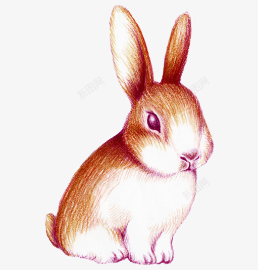 手绘水彩兔子png免抠素材_新图网 https://ixintu.com 兔子 动物 可爱 可爱素材 手绘 水彩 萌 装饰 装饰素材
