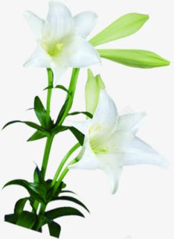 植物花朵绿叶白花素材