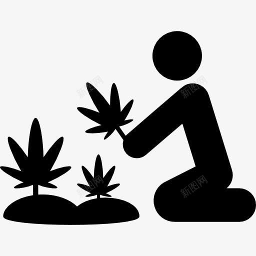 大麻植物图标png_新图网 https://ixintu.com 农民 大麻 收获 植物 种子 自然