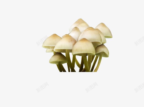 野外蘑菇png免抠素材_新图网 https://ixintu.com 产品实物 植物 菌菇 蔬菜 蘑菇 野蘑菇