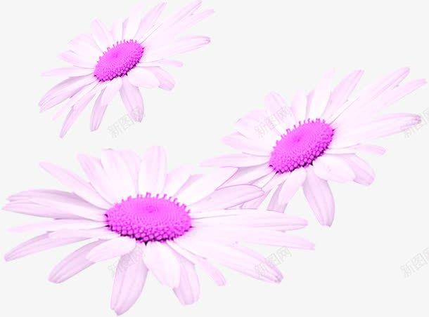 创意合成紫色的邹菊花朵png免抠素材_新图网 https://ixintu.com 创意 合成 紫色 花朵