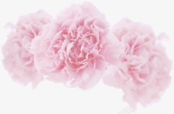 粉色节日康乃馨花朵素材