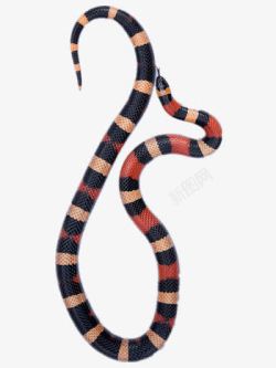 腥臭味一条红斑蛇高清图片