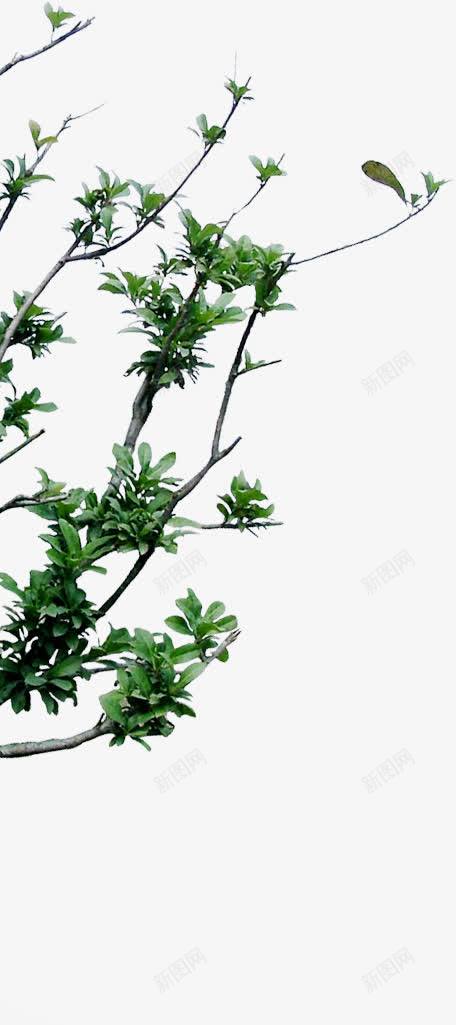 创意摄影绿色植物png免抠素材_新图网 https://ixintu.com 创意 摄影 绿色植物