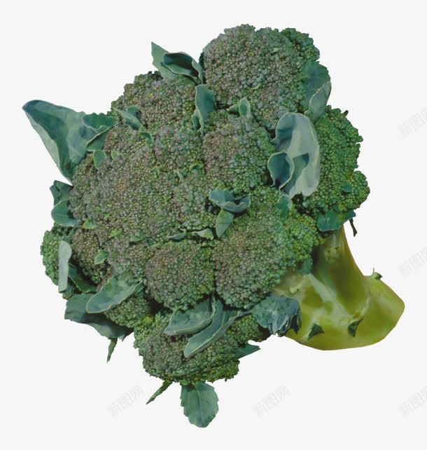 一颗西兰花png免抠素材_新图网 https://ixintu.com png png素材 产品实物 时令蔬菜 花椰菜 蔬菜 食物
