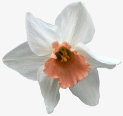 精美白色花朵素材
