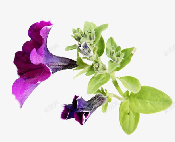 紫色喇叭花png免抠素材_新图网 https://ixintu.com 植物 紫色 花朵