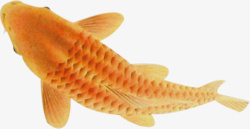 黄色花纹金鱼装饰素材