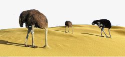 动物沙子鸵鸟头部沙子高清图片