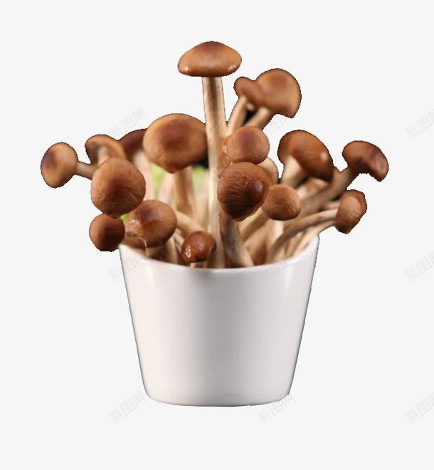 新鲜蟹味菇png免抠素材_新图网 https://ixintu.com PNG素材 火锅 蟹味菇