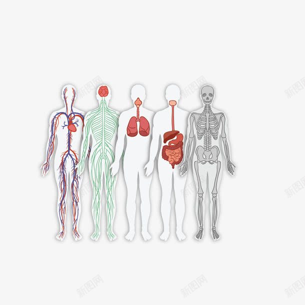 人体上的五脏png免抠素材_新图网 https://ixintu.com 五脏 人体 手绘