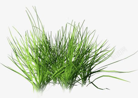 创意绿色的草本植物合成png免抠素材_新图网 https://ixintu.com 创意 合成 绿色 草本植物