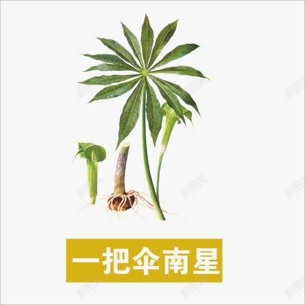 一把伞南星png免抠素材_新图网 https://ixintu.com 中药 本草纲目 草药 药材