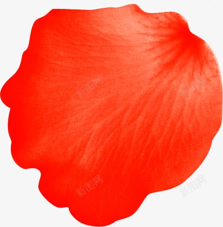 红色花瓣摄影表面png免抠素材_新图网 https://ixintu.com 摄影 红色 花瓣 表面