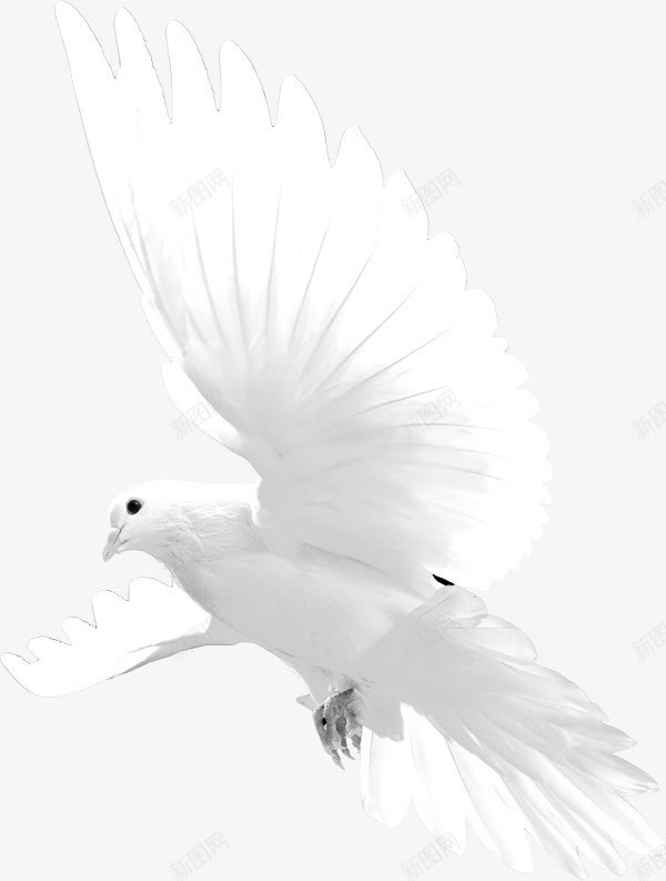 漂浮白色和平鸽效果png免抠素材_新图网 https://ixintu.com 和平鸽 效果 漂浮 白色 设计