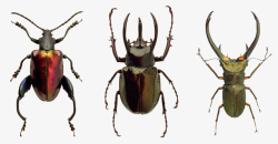 虫子标本犀牛甲壳虫彩色硬壳虫高清图片