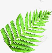 叶子绿色植物装饰png免抠素材_新图网 https://ixintu.com 叶子 植物 素材 绿色 装饰
