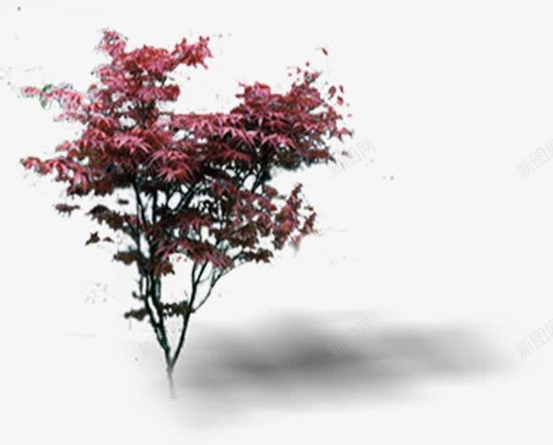 红色树叶景观装饰png免抠素材_新图网 https://ixintu.com 景观 树叶 红色 装饰