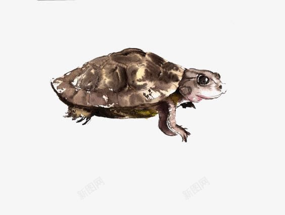 水彩乌龟png免抠素材_新图网 https://ixintu.com 卡通 手绘乌龟 数次 爬行动物