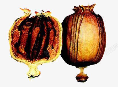 剖面罂粟壳png免抠素材_新图网 https://ixintu.com 产品实物 剖面图 大颗粒 植物 罂粟壳 药材