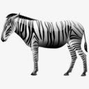 斑马animalsiconset图标png_新图网 https://ixintu.com zebra 斑马