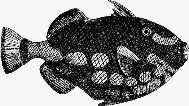 深海鱼png免抠素材_新图网 https://ixintu.com 动物 手绘 海洋鱼 深海鱼 矢量素材 鱼 黑白色调