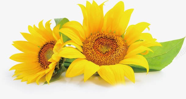 夏日植物黄色花朵效果png免抠素材_新图网 https://ixintu.com 夏日 效果 植物 花朵 黄色