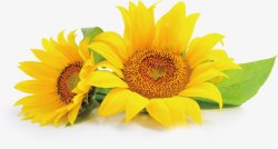 夏日植物黄色花朵效果素材