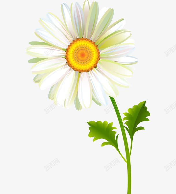 白色太阳花png免抠素材_新图网 https://ixintu.com 一朵 叶子 桔梗 白色的 绿色的 花瓣 花蕊 黄色的